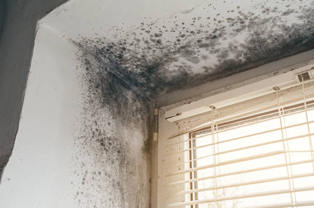 Affordable Mold Cleanup solutions in Greenbush, VA